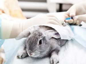 Why are rabbits and mice often used as experimental material?