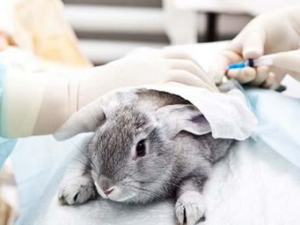 Kenapa Kelinci dan Tikus Sering Dijadikan Bahan Percobaan?