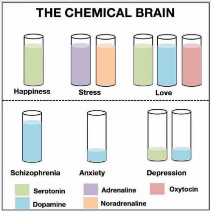 Your Happiness Depends on The Chemical Brain