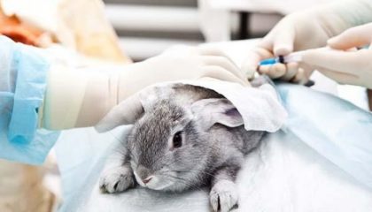 Kenapa Kelinci dan Tikus Sering Dijadikan Bahan Percobaan?